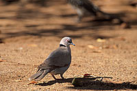 Mourning Dove (Streptopelia decipiens) - Tourterelle pleureuse, S. Africa (saf-bir-0340) Mourning Dove (Streptopelia decipiens) - Tourterelle pleureuse, S. Africa (saf-bir-0340)