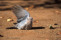 Mourning Dove (Streptopelia decipiens) - Tourterelle pleureuse, S. Africa (saf-bir-0343)