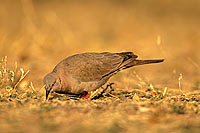 Mourning Dove (Streptopelia decipiens) - Tourterelle pleureuse, S. Africa (saf-bir-0345)