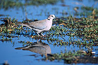 Cape Turtle Dove (Streptopelia capicola) - Tourterelle du Cap, Botswana (saf-bir-0346)