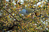 Green Pigeon - Colombar à front nu (Treron calva), Afrique du Sud (saf-bir-0349)