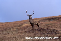 Red Deer, Harris, Hebrides, Scotland - Cerfs, Ecosse - 18957