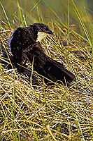 Copperytailed Coucal (Centropus cupreicaudus), Botswana - Coucal des papyrus (SAF-BIR-0152) Copperytailed Coucal (Centropus cupreicaudus), Botswana - Coucal des papyrus (SAF-BIR-0152)