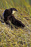 Copperytailed Coucal (Centropus cupreicaudus), Botswana - Coucal des papyrus (SAF-BIR-0152)