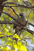 Grey Lourie (Crinifer concolor), S. Africa - Touraco concolore