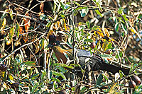 Purplecrested Lourie (Tauraco porphyreolophus), S. Africa - Touraco à huppe splendide (saf-bir-0253)