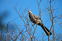Grey Lourie (Crinifer concolor), S. Africa - Touraco concolore (saf-bir-0430) Grey Lourie (Crinifer concolor), S. Africa - Touraco concolore (saf-bir-0430)
