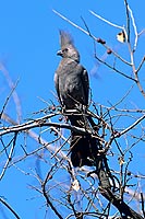 Grey Lourie (Crinifer concolor), S. Africa - Touraco concolore (saf-bir-0489) Grey Lourie (Crinifer concolor), S. Africa - Touraco concolore (saf-bir-0489)