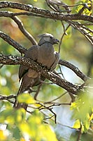 Grey Lourie (Crinifer concolor), S. Africa - Touraco concolore (saf-bir-0557) Grey Lourie (Crinifer concolor), S. Africa - Touraco concolore (saf-bir-0557)