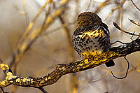 Barred Owl (Glaucidium capense) - Chevechette du Cap, Af. du Sud (SAF-BIR-0002)