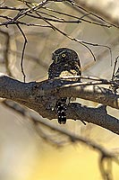 Pearlspotted owl - Chevêchette perlée (Glaucidium perlatum) (SAF-BIR-0125)