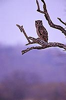 Giant Eagle Owl (Bubo lacteus), South Africa - Grand-Duc de Verreaux (SAF-BIR-0126)