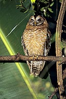 Wood owl (Strix woodfordii), Botswana - Chouette africaine (SAF-BIR-0146)