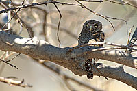 Pearlspotted owl - Chevêchette perlée (Glaucidium perlatum) S. Africa (saf-bir-0443)