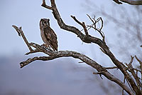 Giant Eagle Owl (Bubo lacteus), South Africa - Grand-Duc de Verreaux (saf-bir-0445)