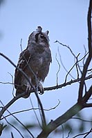 Giant Eagle Owl (Bubo lacteus), South Africa - Grand-Duc de Verreaux (saf-bir-0559)