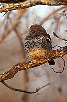 Barred owl, South Africa - Chevêchette du Cap (Glaucidium capense) (saf-bir-0560)