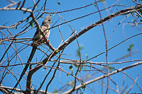 Whitebacked Mousebird (Colius colius) - Coliou à dos blanc, Namibie (saf-bir-0254)