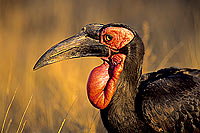 Ground Hornbill - Calao terrestre (Bucorvus leadbeateri), Afrique du Sud (SAF-BIR-0008)
