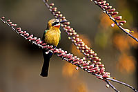 Whitefronted bee-eater (Merops bullockoides) - Guêpier à front blanc, Af. du sud (SAF-BIR-0015)