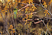 Whitefronted bee-eater (Merops bullockoides) - Guêpier à front blanc (SAF-BIR-0019)
