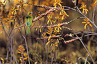 Whitefronted bee-eater (Merops bullockoides) - Guêpier à front blanc (SAF-BIR-0019) Whitefronted bee-eater (Merops bullockoides) - Guêpier à front blanc (SAF-BIR-0019)