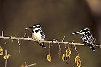 Pied Kingfisher (Ceryle rudis) - Alcyon pie, Okavango, Botswana. (SAF-BIR-0058)