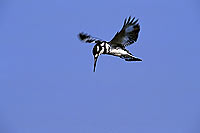 Pied Kingfisher (Ceryle rudis) - Alcyon pie, Okavango, Botswana. (SAF-BIR-0059)