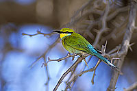 Swallowtailed bee-eater (Merops hirundineus) - Guêpier à queue d' aronde (SAF-BIR-0084)