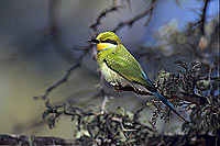 Swallowtailed bee-eater (Merops hirundineus) - Guêpier à queue d'aronde, Af. du sud (SAF-BIR-0107)