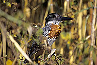 Giant Kingfisher (Ceryle maxima), Botswana - Alcyon géant ( SAF-BIR-0108)