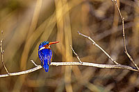 Malachite Kingfisher (Alcedo cristata) - Martin-pêcheur huppé, Botswana (SAF-BIR-0109)