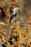 Redbilled Hornbill (Tockus erythrorhynchus) - Calao à bec rouge, Af. du sud (SAF-BIR-0128) Redbilled Hornbill (Tockus erythrorhynchus) - Calao à bec rouge, Af. du sud (SAF-BIR-0128)