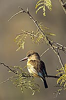 Brownhooded Kingfisher (Alcyon albiventris) - Martin-chasseur Ã  tÃªte brune (SAF-BIR-0136)