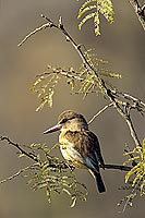 Brownhooded Kingfisher (Alcyon albiventris) - Martin-chasseur à tête brune (SAF-BIR-0136)