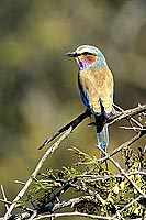 Lilacbreasted Roller (Coracias caudata) - Rollier à longs brins,Afrique du sud (SAF-BIR-0137)