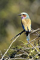 Lilacbreasted Roller (Coracias caudata) - Rollier à longs brins,Afrique du sud (SAF-BIR-0137) Lilacbreasted Roller (Coracias caudata) - Rollier à longs brins,Afrique du sud (SAF-BIR-0137)