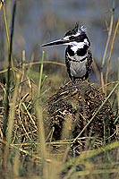 Pied Kingfisher (Ceryle rudis) - Alcyon pie, Okavango, Botswana. (SAF-BIR-0155)