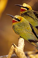 Whitefronted bee-eater (Merops bullockoides) - Guêpier à front blanc, Botswana (SAF-BIR-0174) Whitefronted bee-eater (Merops bullockoides) - Guêpier à front blanc, Botswana (SAF-BIR-0174)