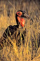 Ground Hornbill - Calao terrestre (Bucorvus leadbeateri), Afrique du Sud (SAF-BIR-0178)