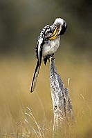 Yellowbilled Hornbill (Tockus flavirostris) - Calao à bec jaune, Af. du sud (SAF-BIR-0186)