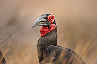 Ground Hornbill - Calao terrestre (Bucorvus leadbeateri), Afrique du Sud (saf-bir-0278)