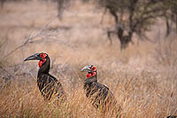 Ground Hornbill - Calao terrestre (Bucorvus leadbeateri), Afrique du sud (saf-bir-0279)
