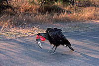Ground Hornbill - Calao terrestre (Bucorvus leadbeateri), Afrique du Sud (saf-bir-0280)