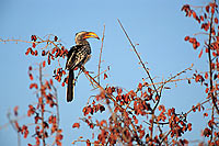 Yellowbilled Hornbill (Tockus flavirostris) - Calao à bec jaune, Af. du sud (saf-bir-0327)