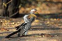Yellowbilled Hornbills (Tockus flavirostris) S. Africa - Calaos Ã  bec jaune (saf-bir-0332)