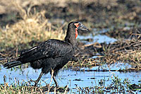 Ground Hornbill - Calao terrestre (Bucorvus leadbeateri), Botswana (saf-bir-0334)