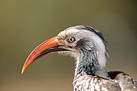 Redbilled Hornbill (Tockus erythrorhynchus) - Calao à bec rouge, Afrique du Sud (saf-bir-0336)
