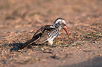 Redbilled Hornbill (Tockus erythrorhynchus) - Calao à bec rouge, Afrique du sud (saf-bir-0337)