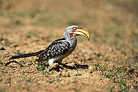 Yellowbilled Hornbills (Tockus flavirostris) - Calao à bec jaune, Af. du sud (saf-bir-0417)